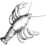 Fiołek