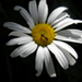lilijka17